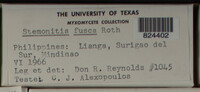 Stemonitis fusca image